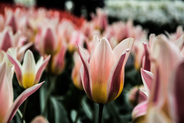 tulip-4125540_640